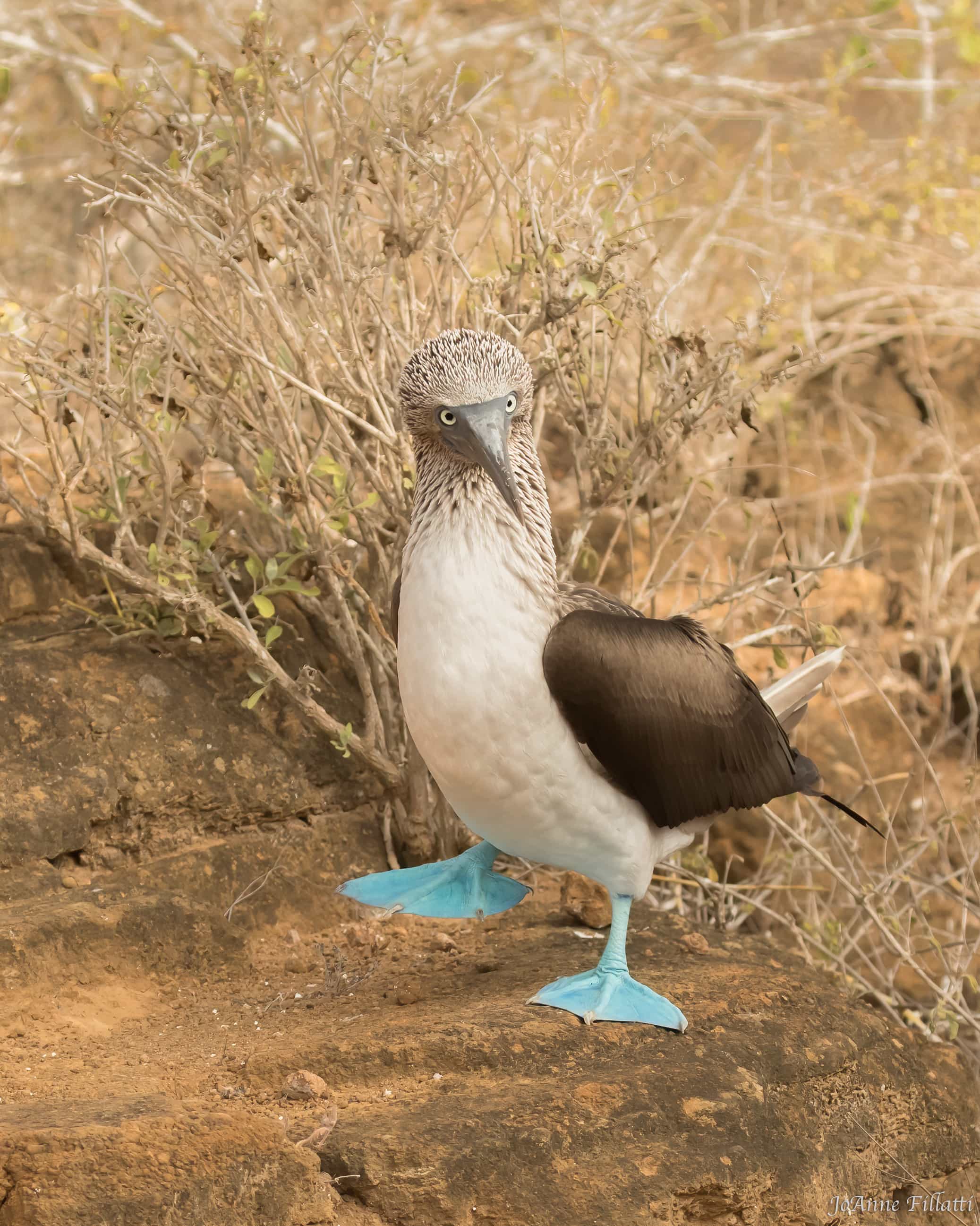 bird of galapagos image 24